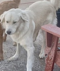 Pedro