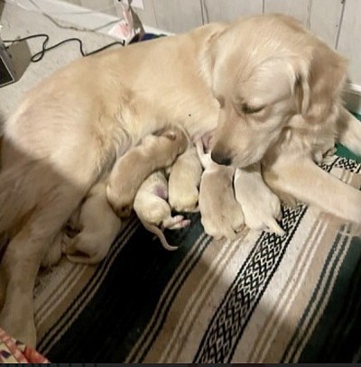 Marley’s June 2025 Litter