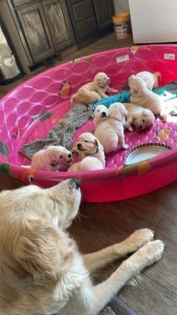 Fur Babies