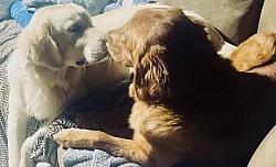 Sister Love