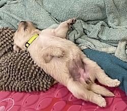 Lazy