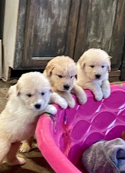 Amazingly precious!