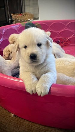 Big Boy