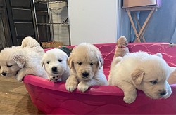 Puppies and more puppies