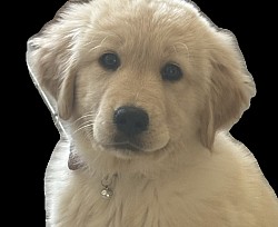 Gorgeous Girl “Luna”