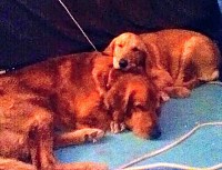 Max and Sadie - Our angels now