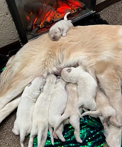 Looks like 1 late for dinner