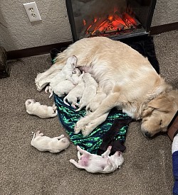 Full bellies - nap time!