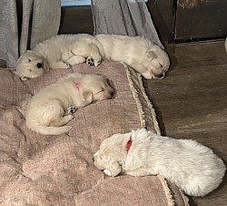 VALENTINA, VENUS (back), CANDY (mid), RUBY (front)