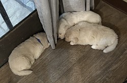 CUPID, ROMEO (mid), ROSE