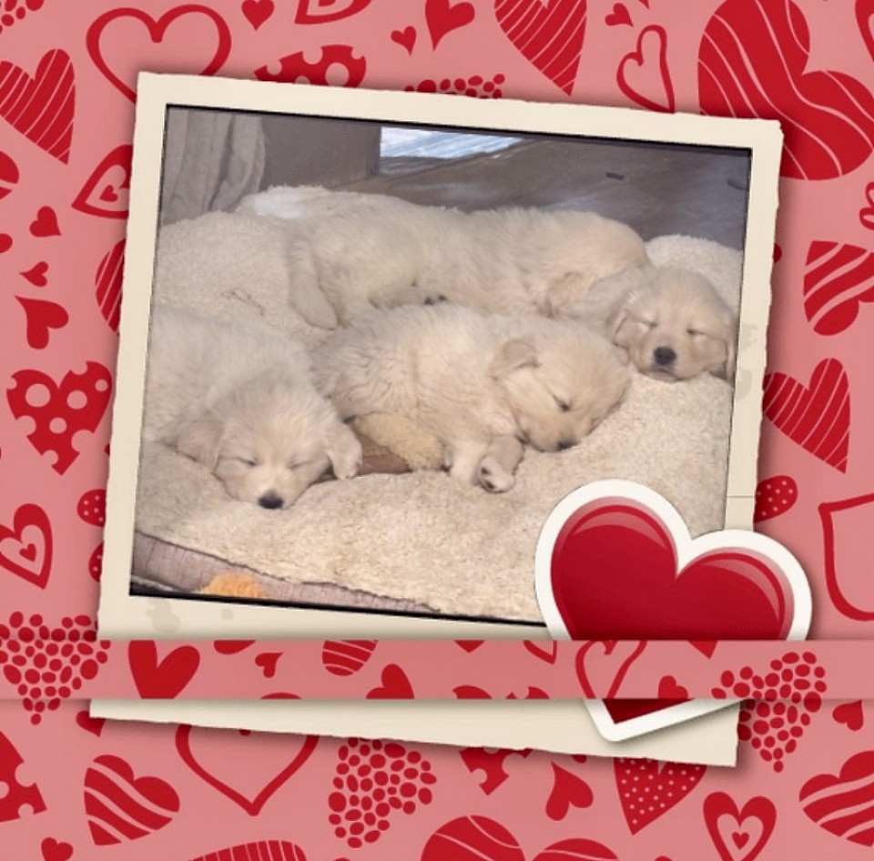ONE BED…8 PUPPIES